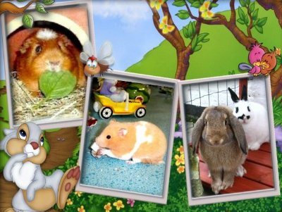 rabbits,guinea pigs,ferrets,chinchillas,hamsters,mice